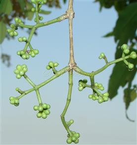  Inflorescence (Young)-Trichotomous paniculate cymes